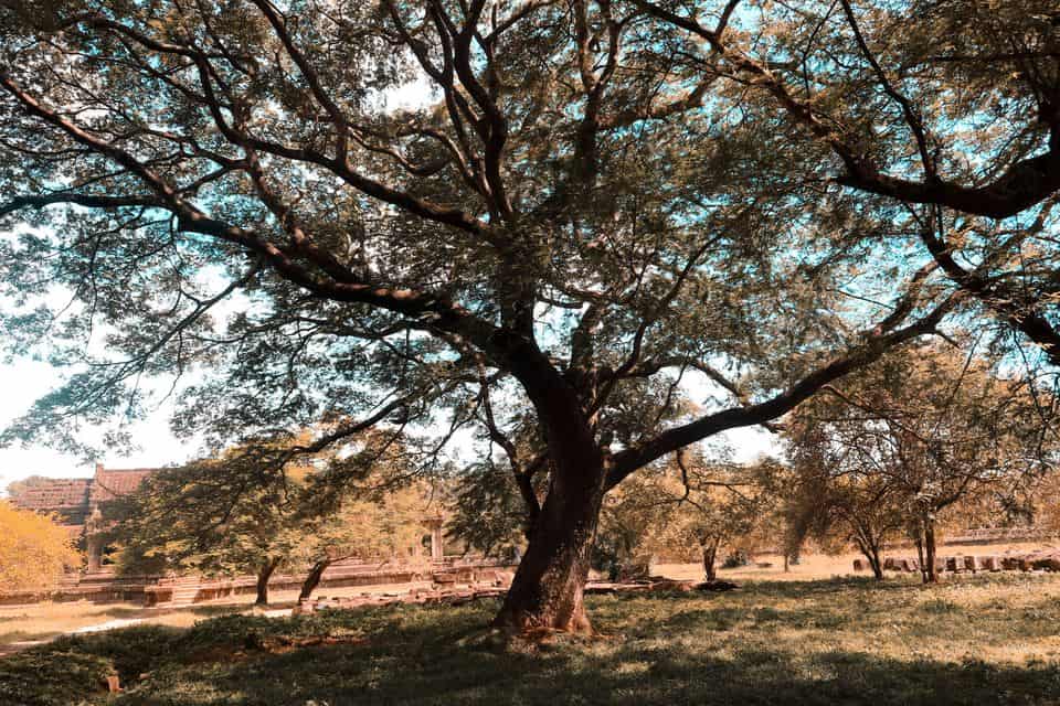 winding tree