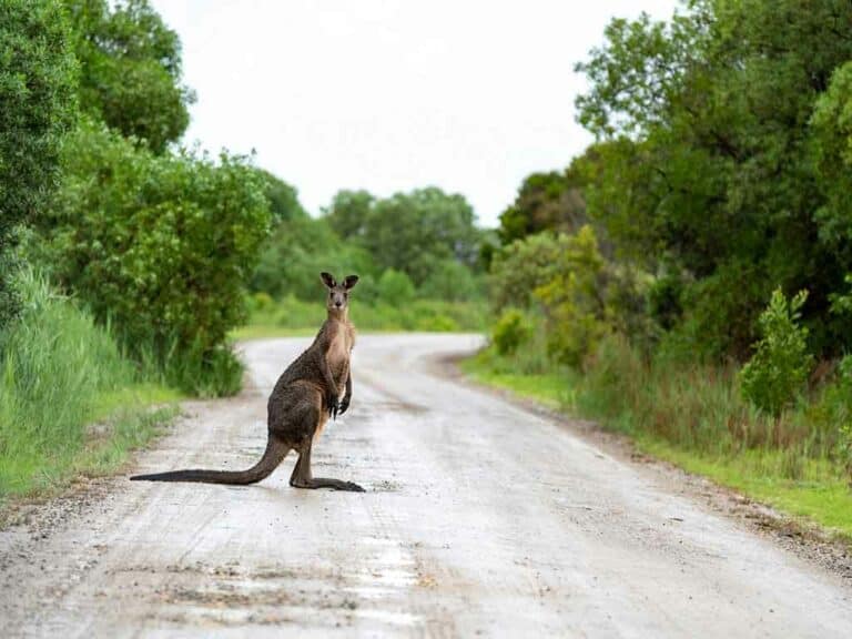 Seguro de viaje a Australia para visitar Adelaida